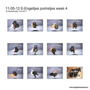 De E-Engeltjes portretjes van week 4, onze Oudduitse Herders zijn nu precies 3 weken jong!